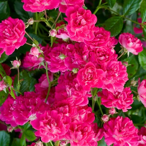 Roz închis, centrul alb - trandafiri târâtori și cățărători, Rambler